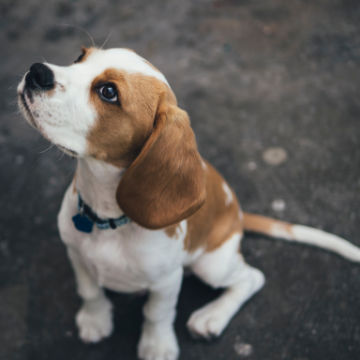 szkolenie psa beagle