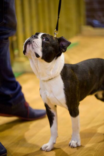 boston terrier wystawa psów głogów zdjęcie