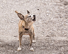Chihuahua szczekanie