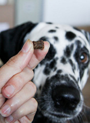 Jak nauczyć psa aby nie brał jedzenia
