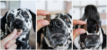 Jak nauczyć psa jeść z lewej ręki